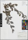 Foto von Salix myrsinifolia Salisb.